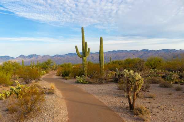 Probate Lawyer Maricopa in Arizona - desert view